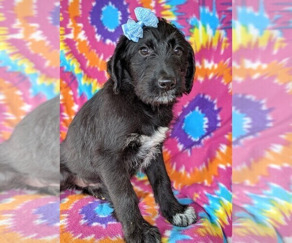 Medium Photo #3 Shepadoodle Puppy For Sale in LANCASTER, PA, USA
