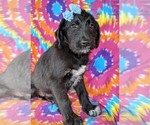 Small Photo #3 Shepadoodle Puppy For Sale in LANCASTER, PA, USA
