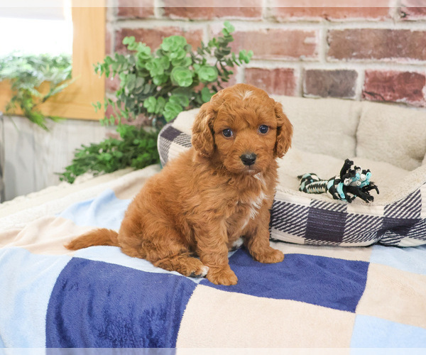 Medium Photo #8 Cavapoo (Miniature) Puppy For Sale in SYRACUSE, IN, USA