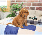 Small Photo #8 Cavapoo (Miniature) Puppy For Sale in SYRACUSE, IN, USA
