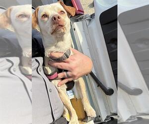 Cheagle Dog for Adoption in Burbank, California USA