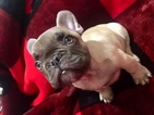 Small Photo #1 French Bulldog Puppy For Sale in PRESCOTT, AZ, USA