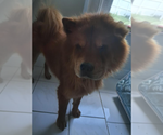 Small #1 Chow Chow