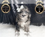 Puppy Simpson F1B Goldendoodle (Miniature)