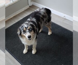Mother of the Miniature Australian Shepherd-Poodle (Toy) Mix puppies born on 02/06/2025