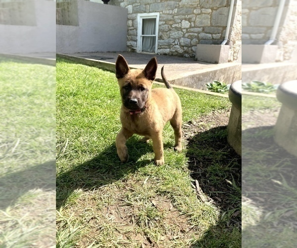 Medium Photo #8 Belgian Malinois Puppy For Sale in FAIRPLAY, MD, USA