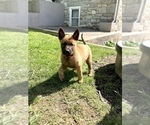 Small Photo #8 Belgian Malinois Puppy For Sale in FAIRPLAY, MD, USA