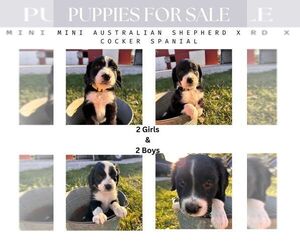 Cotralian Puppy for sale in QUINCY, IL, USA