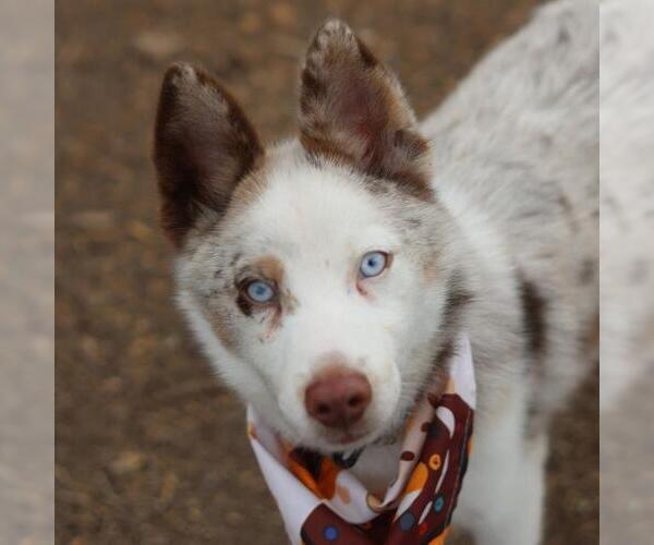 Medium Photo #1 Pomsky Puppy For Sale in San Antonio, TX, USA