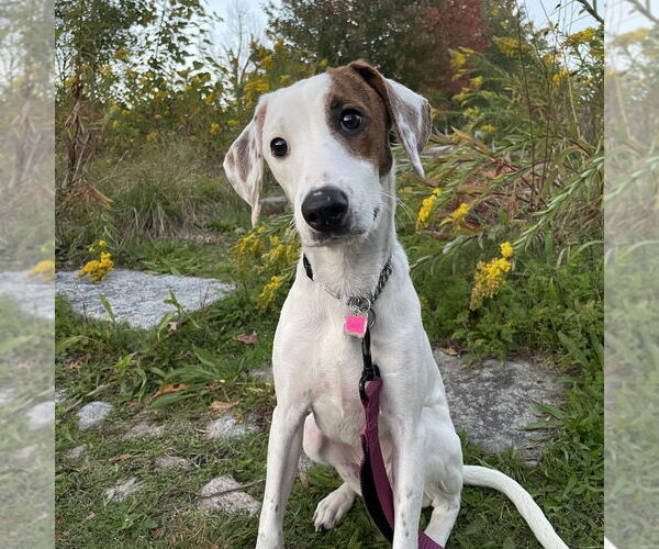 Medium Photo #5 Mutt Puppy For Sale in Boston, MA, USA