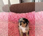 Puppy 6 Australian Shepherd-Rottweiler Mix