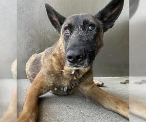 Mutt Dogs for adoption in Downey, CA, USA