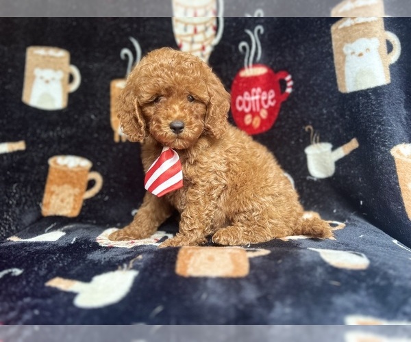 Medium Photo #1 Cavapoo Puppy For Sale in LAKELAND, FL, USA