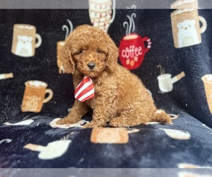 Cavapoo Puppy for sale in LAKELAND, FL, USA