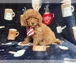 Small Cavapoo