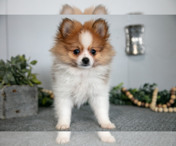 Medium Photo #4 Pomeranian Puppy For Sale in SHILOH, OH, USA