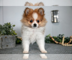Small #3 Pomeranian