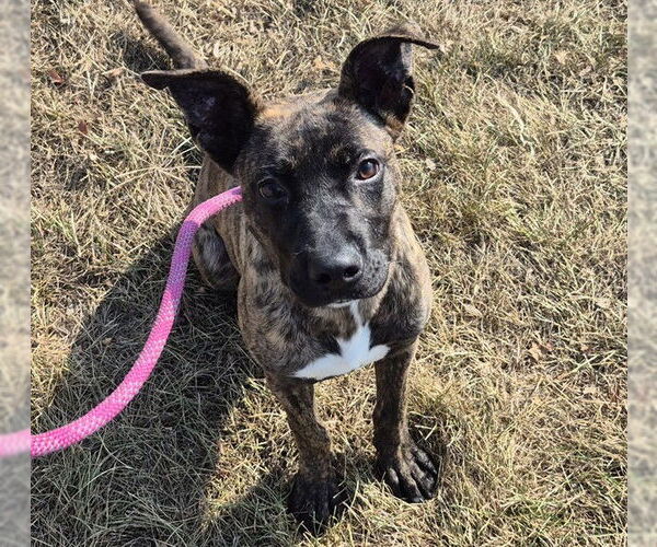 Medium Photo #2 American Pit Bull Terrier-Unknown Mix Puppy For Sale in Decatur, IL, USA