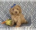 Small Photo #1 Cocker Spaniel-Poodle (Miniature) Mix Puppy For Sale in CEDAR LANE, PA, USA