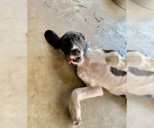 Mutt Dogs for adoption in Oak Bluffs, MA, USA