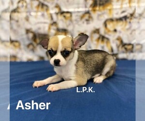 Chihuahua Puppy for sale in WINNSBORO, LA, USA