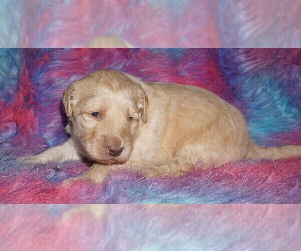 Medium Photo #2 Labradoodle mix (+ Poodle Standard) Puppy For Sale in LA HABRA, CA, USA