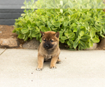 Small Photo #8 Shiba Inu Puppy For Sale in MILLERSBURG, IN, USA