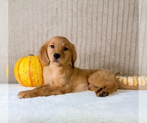 Golden Retriever Puppy for sale in INDIANAPOLIS, IN, USA