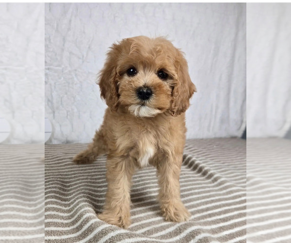 Medium Photo #5 Cavapoo Puppy For Sale in GREENFIELD, IN, USA