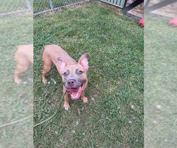 Medium Photo #1 American Pit Bull Terrier Puppy For Sale in Louisville, KY, USA