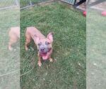 Small American Pit Bull Terrier
