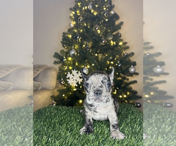 Medium Photo #4 French Bulldog Puppy For Sale in ANAHEIM, CA, USA