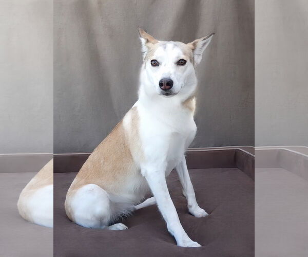 Medium Photo #2 Siberian Husky Puppy For Sale in Pasadena, CA, USA