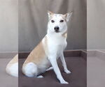Small #1 Siberian Husky