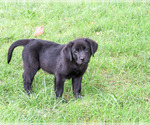 Small #5 Labrador Retriever