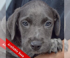 Mutt Dogs for adoption in Huntley, IL, USA