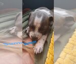 Small #3 American Pit Bull Terrier