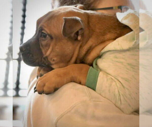 Medium Photo #6 Boxer-Unknown Mix Puppy For Sale in Holly Springs, NC, USA
