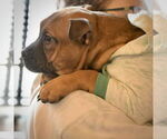 Small #5 Boxer Mix