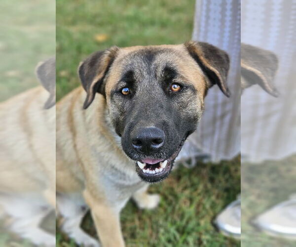 Medium Photo #6 Black Mouth Cur-Unknown Mix Puppy For Sale in Wakefield, RI, USA