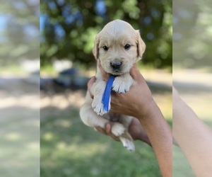 Golden Retriever Puppy for sale in HERMISTON, OR, USA