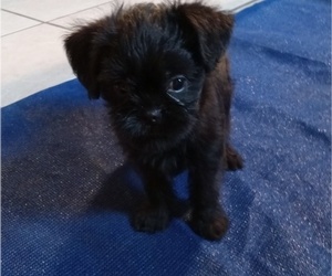 Brussels Griffon Puppy for sale in STARK CITY, MO, USA