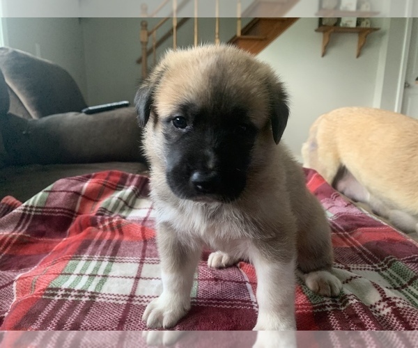 Medium Photo #4 Belgian Malinois-Great Pyrenees Mix Puppy For Sale in APPLETON, NY, USA