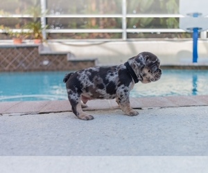 French Bulldog Puppy for sale in CORAL SPRINGS, FL, USA