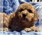 Puppy Puppy 6 Cavapoo