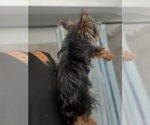 Small #2 Yorkshire Terrier
