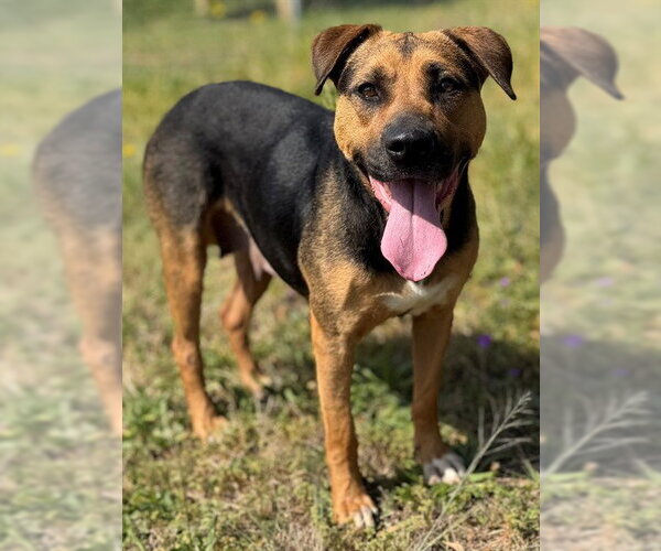 Medium Photo #2 Labrador Retriever-Unknown Mix Puppy For Sale in Augusta, GA, USA