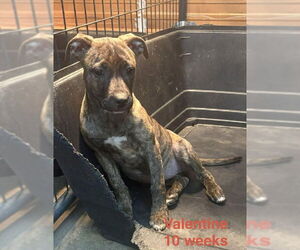 American Pit Bull Terrier-Unknown Mix Dogs for adoption in Brooksville, FL, USA