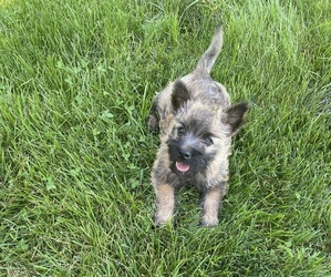 Cairn Terrier Puppy for sale in SCHUYLER, NE, USA