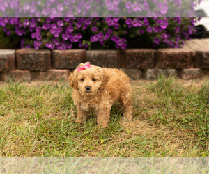 Cavapoo-Goldendoodle Mix Puppy for sale in TOPEKA, IN, USA